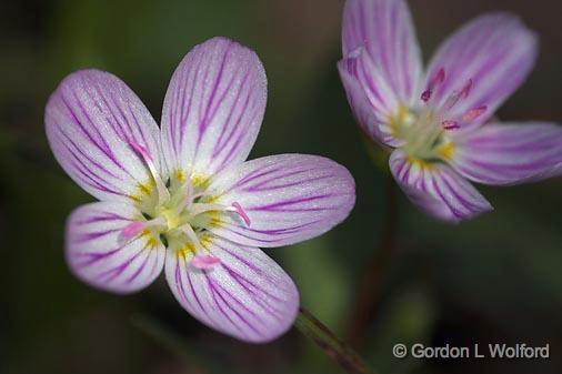 Little Wildflowers_53152.jpg - Photographed at Ottawa, Ontario - the capital of Canada.